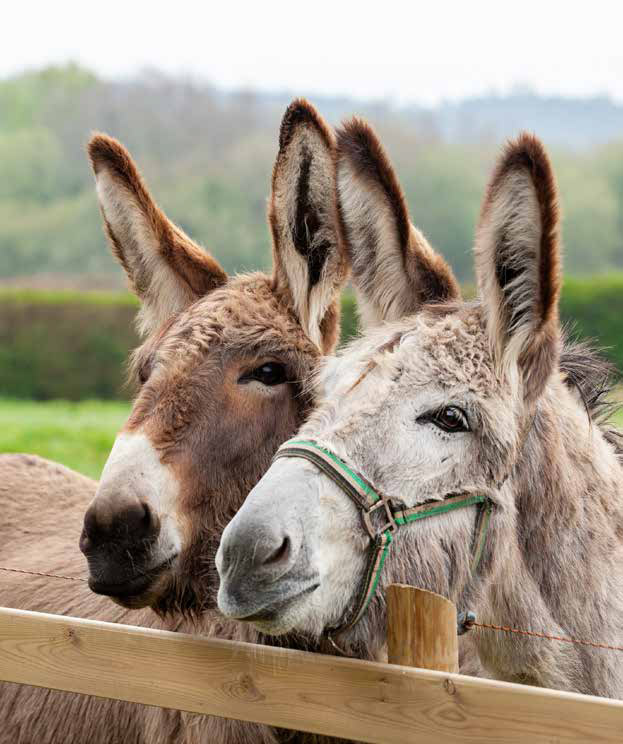 Ferienwohnung kaufen Ostsee Zoo Arche Noah Grömitz