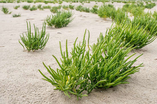 Ferienimmobilie an der Nordsee kaufen